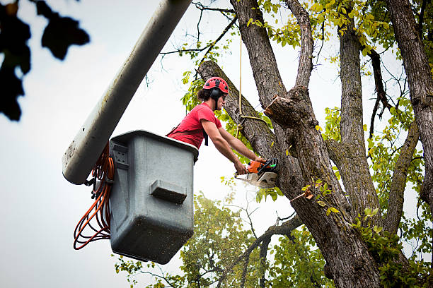 Best Hazardous Tree Removal  in White Plains, NY